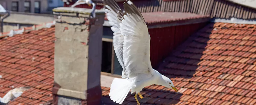 Residential Chimney Animal Removal Solution in South San Jose Hills, CA